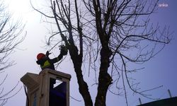 Tepebaşı'nda budama çalışmaları sürüyor