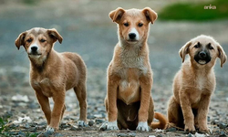 Türkiye Hayvanları Koruma Vakfı Başkanı Paçalı: 'Kapasitesi dolu olan belediyelerin, 30 günden kısa sürede 'toplama' yapması ölümlere davetiye çıkarmaktır'
