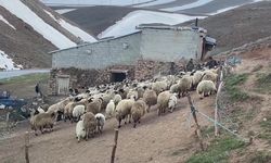 Vanlı besiciler zor günler geçiriyor: 'Eskiden kurbanlığın sohbeti vardı, şimdi o da yok. Kimse sormuyor bile'