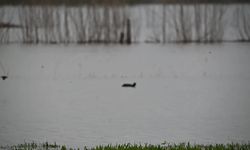 Yozgat Sorgun'da baraj ve göletlerde sular yükselince, göçmen kuş türlerinde artış oldu
