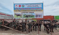 Yozgat'ta 20 besiciye yüzde 50 hibe destekli 20 erkek manda dağıtıldı