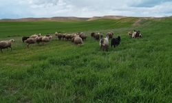 Yozgat'ta çiftçi tarımdan uzaklaşıp, hayvancılığa yöneliyor