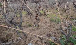 Yozgat'ta üzüm bağları budandı: 'Türkiye'de üzüm bağcılığı çok geriledi. Maliyetler yükseldi'