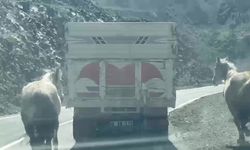 Artvin-Ardahan karayolunda kamyon iki atı arkasına bağlayarak seyretti