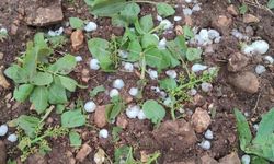 Gaziantep'te fırtına ve dolu fıstık ve zeytin bahçelerinde zarara neden oldu