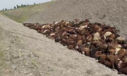 Iğdır'da arı saldırısından kaçan koyunlar birbirini ezdi: 400 koyun öldü, arıların soktuğu 5 kişi yaralandı