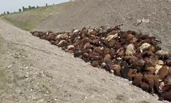 Iğdır'da arı saldırısından sonra ölen koyun sayısı 816 olarak tespit edildi