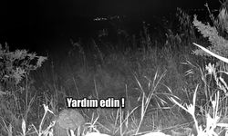Jandarma ekipleri kaybolan vatandaşı su içerisinde bulup kurtardı