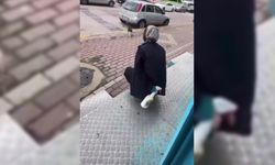 Karamürsel'de kediye sıvı deterjan sıkan market çalışanı adli kontrolle serbest bırakıldı, iş akdi ise feshedildi