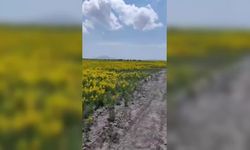 Koruma altındaki Eber sarısının bulunduğu alanda hayvan otlatıldı