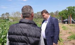 Seferihisar'ın bereketli topraklarında yetişen enginar için hasat sezonu başladı