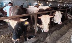 Yozgat Veteriner Odası'ndan kurbanlık uyarısı: 'Hayvan veteriner hekim kontrolünde kesilmezse sağlıklı olması şüphelidir'
