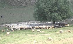 Aksaray'a Afgan çoban geldi