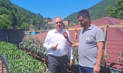 Artvin'de çatıda tarım faaliyeti
