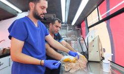 Balıkesir de 'Can Dost' 18 bin sokak hayvanına sağlık hizmeti verdi