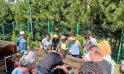 Çankaya'da kent bostanlarında atalık fideler toprakla buluşturuldu