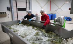 Efeler Belediyesi Kadın Emeği Tarımsal Ürün Fabrikası'nda yaz mesaisi