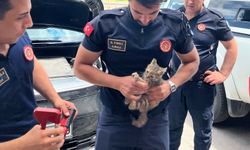 Eskişehir Büyükşehir Belediyesi İtfaiyesi, araç motorunda sıkışan kediyi kurtardı
