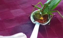 Evine gelen yeşil çekirgeyi çay, peynir ve domatesle besledi