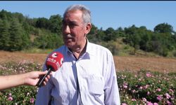 Isparta'da gül mesaisi sürüyor: Üretici de işçi de fiyattan memnun değil
