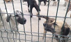 Kadirli'de belediye barınağındaki köpeklere aşevinin artan yemekleri veriliyor