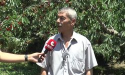Kiraz üreticisi dertli: 'Böyle giderse ağaçlarımızı köklemek zorunda kalacağız'