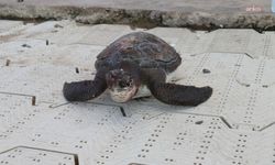 Marmaris'te denizde ölü carettta caretta yavrusu bulundu
