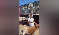 Osmaniye'de keçinin kulağından boynuz çıktı