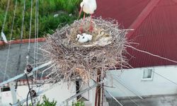 Sinop'ta leylekler yuvada görüntülendi