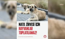TİP: NATO Zirvesi için hayvanlar toplatılamaz