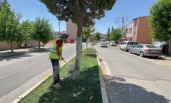 Adıyaman Belediyesi'nden ağaçlara 'beyaz' koruma
