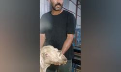 Burnunda boynuz çıkan keçi görenleri şaşırttı