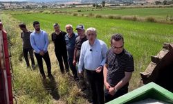 Çeltik üreticisinden fiyat ve maliyet isyanı: 'Gübrenin torbasına 500-600 lira zam geldi'