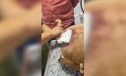 Doğa Koruma ve Milli Parklar Genel Müdürlüğü'nden Şırnak'ta koruma altındaki yaban keçisini yaralayan kişiye 1,27 milyon Lira ceza
