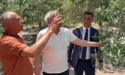 Dolu yağışı Akhisar'da zeytini vurdu: Bakırlıoğlu'ndan Tarım Bakanlığı'na acil destek çağrısı