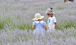 Fethiye'de lavanta hasadı coşkusu