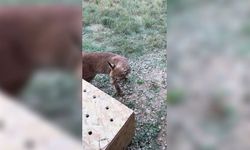 Hamzabeyli Sınır Kapısı'nda iki vaşak ve iki serval kedisi ele geçirildi