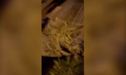 Marmaris'te caretta caretta yumurtalarını gözler önünde bıraktı