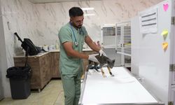 Mersin Büyükşehir Belediyesi Kaşlı Bakımevi'nde yaralı can dostlara ikinci yaşam şansı