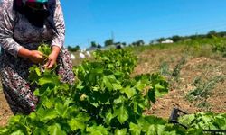 Silivri TÜRAM'da katma değer üreten çalışmalar sürüyor