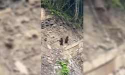 Sinop ormanlarında yavru ayılar kameralara yakalandı