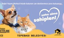 Tepebaşı Belediyesi'nden can dostlara umut olan çağrı