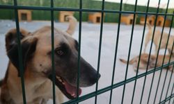 Ataşehir'de Can Dostlara Yeni Yaşam Alanı