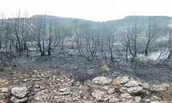 Isparta'daki orman yangını kontrol altına alındı