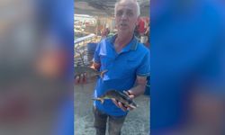 İzmir'de Körfez'deki temizlik deniz yaşamını canlandırdı