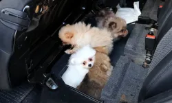 Kapıkule’de aracın gizli bölmesinden yavru köpek çıktı