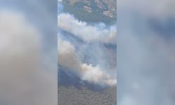 Manisa Akhisar'da orman yangını