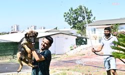 Muratpaşa Belediyesi'nden patili dostlara serinleten dokunuş