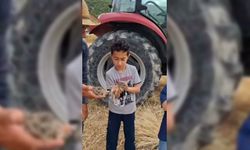 Sinoplu çiftçi, tarlada ekin biçerken bulduğu 3 yavru tavşanı doğaya bıraktı