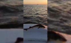 Sinop'ta ağa takılan koruma altındaki mersin balığı denize bırakıldı